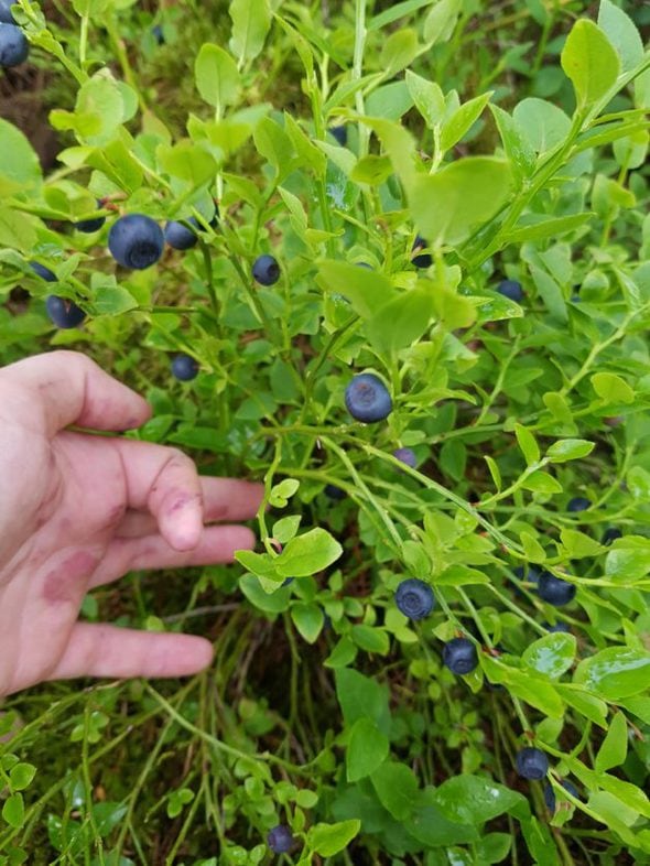 Bilberries on a bush.