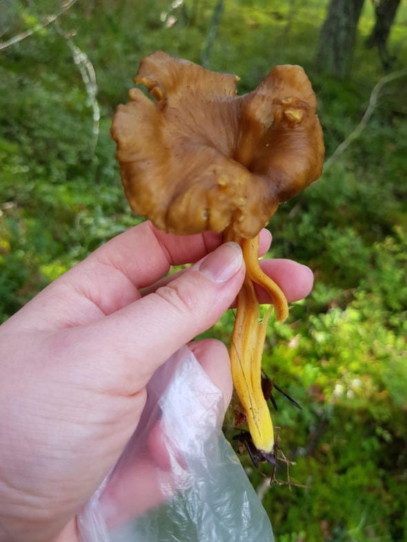 A foraged Chanterelle.