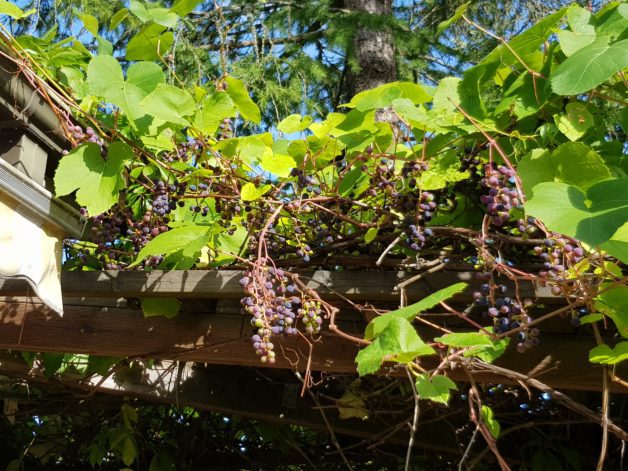A grapevine in Finland.