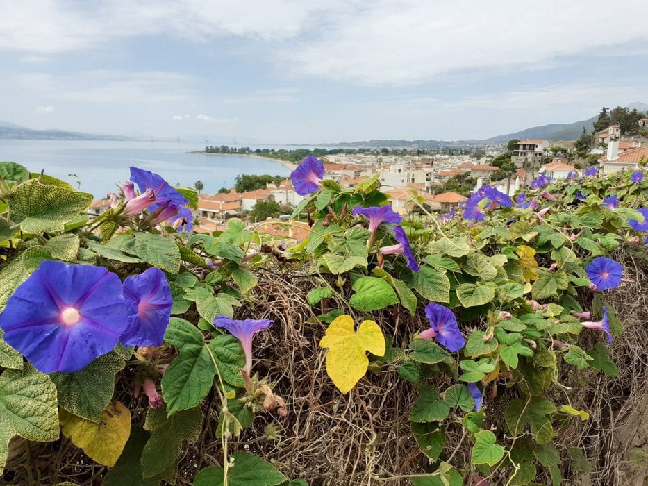 Greecian flowers by the water.