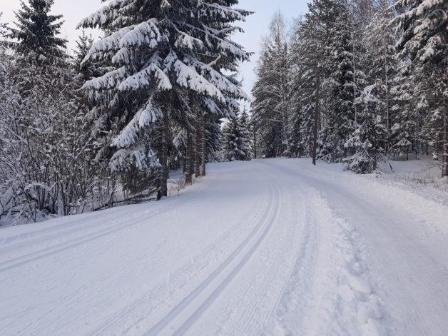 Cross-country tracks in the snowy woods.