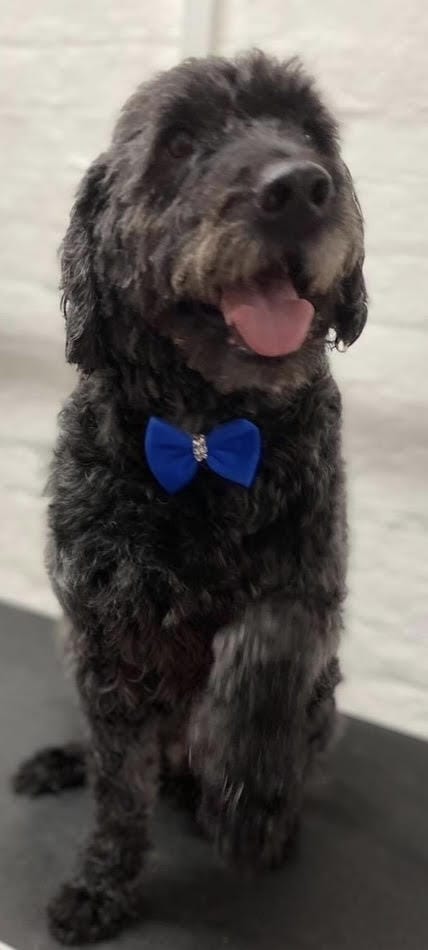 Labradoodle with a blue bow tie.
