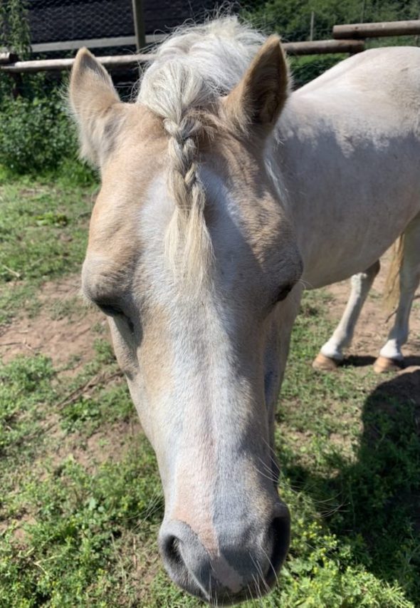 A beige horse with a braided mane.