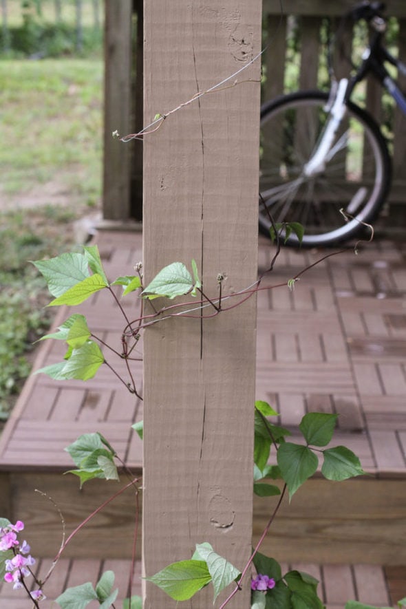 A hyacinth vine growing under a deck.