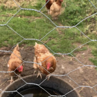 Chickens behind a wire fence.