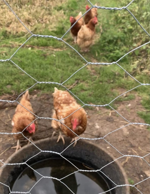 Chickens behind a wire fence.