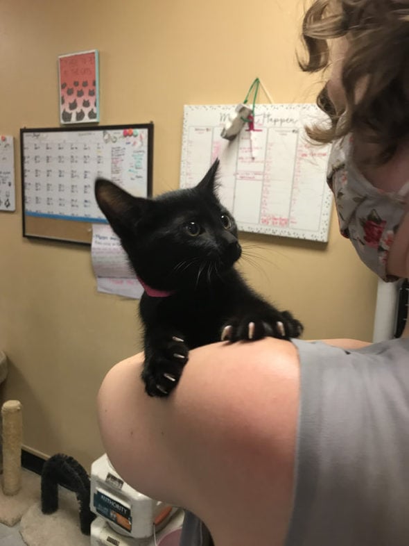 A black kitten in Sonia's arms.