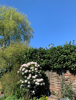 Blue sky above a garden.