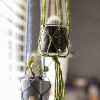 Four plants in handmade macrame holders.