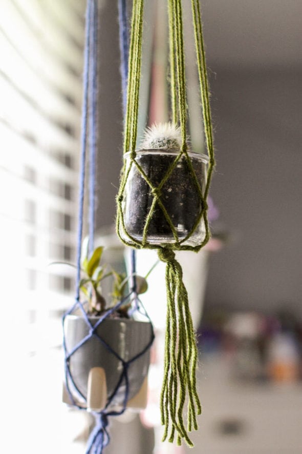 Four plants in handmade macrame holders.