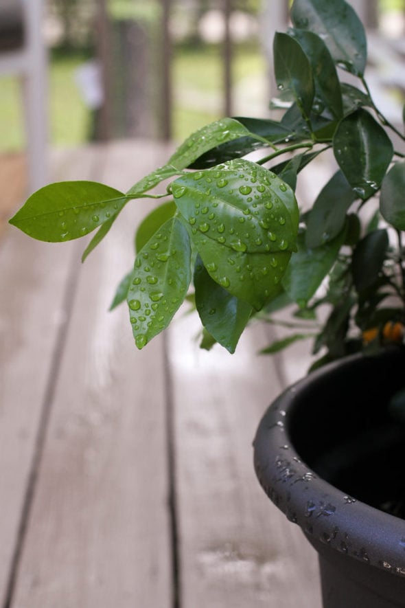 Raindrops on an orange tree leaf.