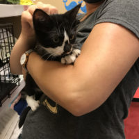 tuxedo cat in Kristen's arms.