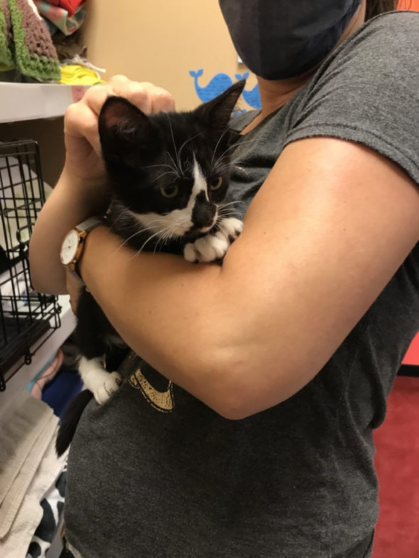 tuxedo cat in Kristen's arms.