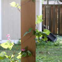 A vine growing around a deck post.