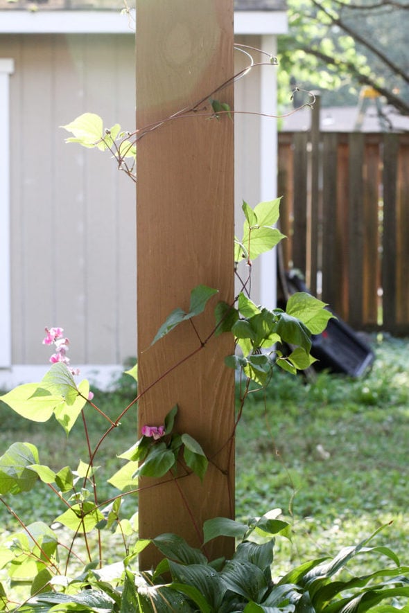 A vine growing around a deck post.