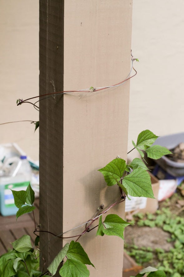 Hyacinth vine growing around a post.