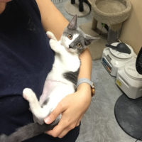 Kristen holding a gray and white kitten.
