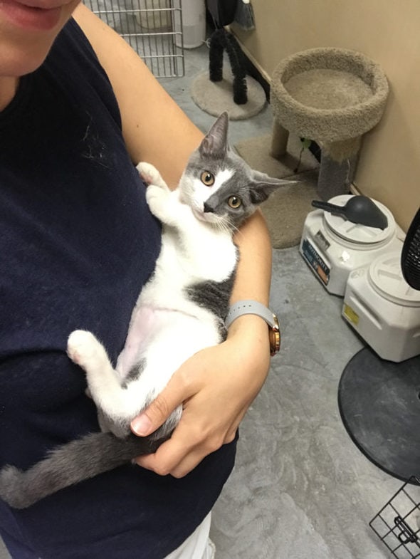 Kristen holding a gray and white kitten.