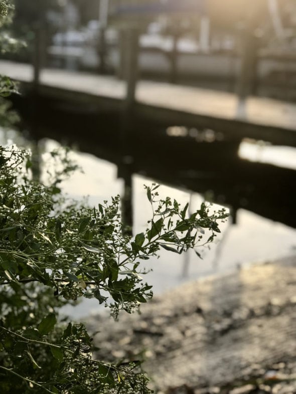 a view of a dock in morning sun.