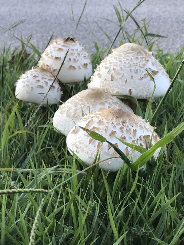 A group of mushrooms in the grass.