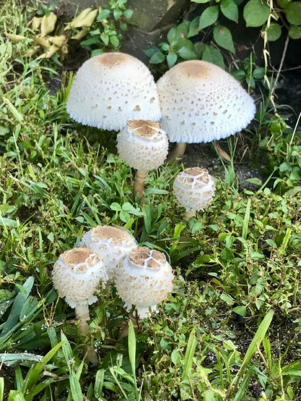 seven wild mushrooms.