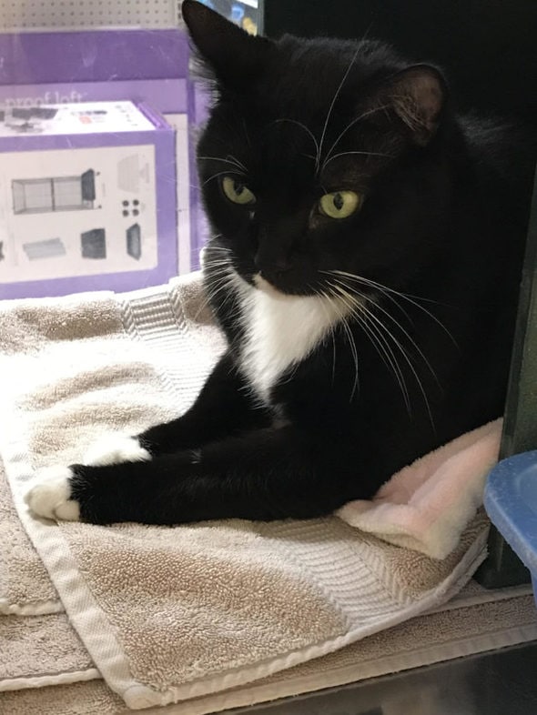 A big black and white male tuxedo cat.