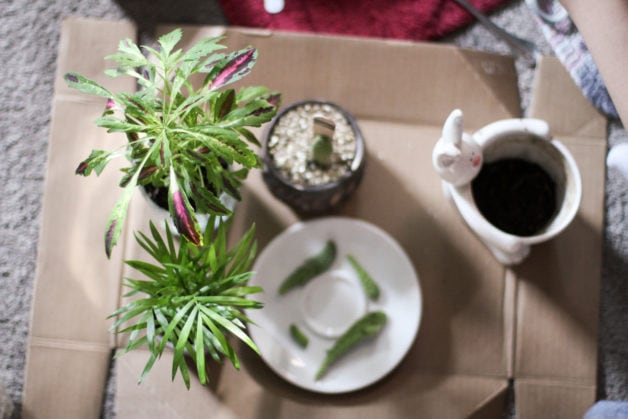 potted plants on a cardboard box.