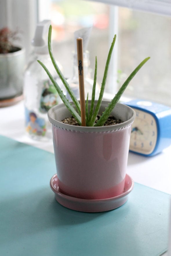 A pink pot with a cactus in it.