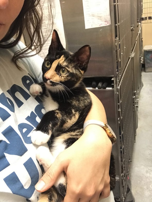 A calico kitten in Kristen's arms.