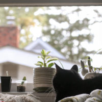 A black cat sitting in front of a window.