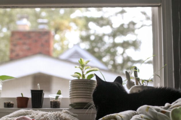 A black cat sitting in front of a window.