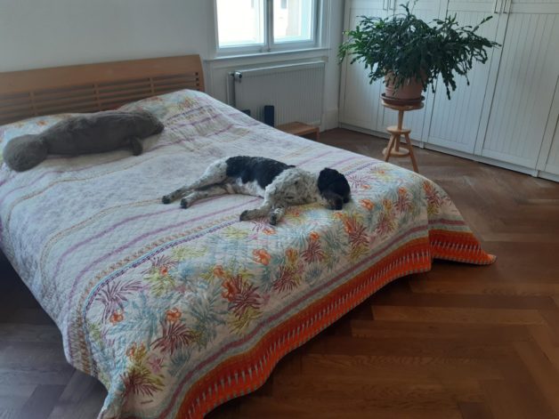 A dog sleeping on a double bed.