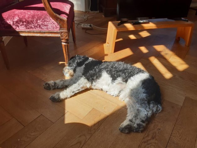 A dog sleeping in the sunshine.