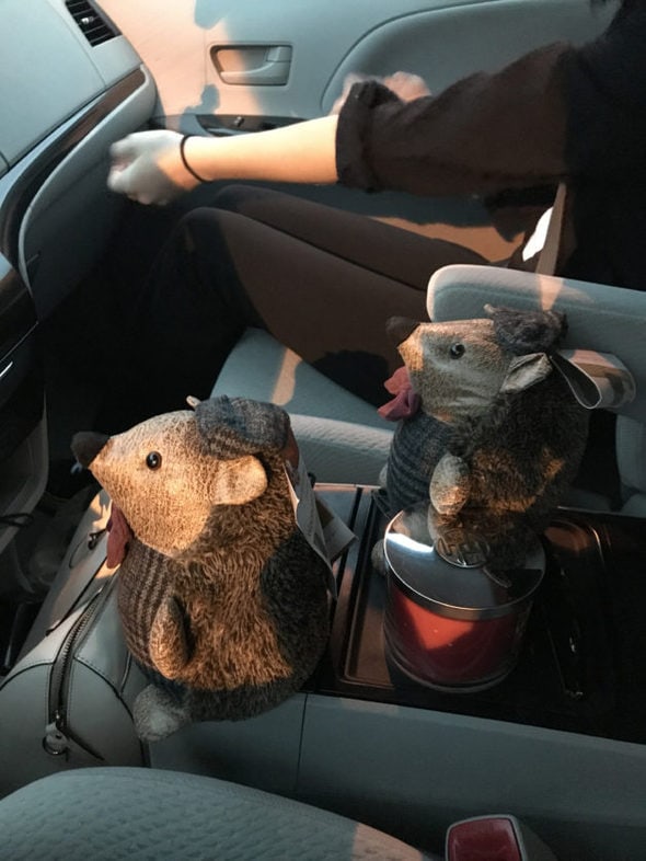 Hedgehog doorstops sitting in a car.