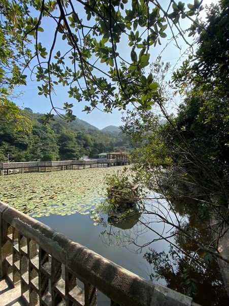 A Japanese water garden.