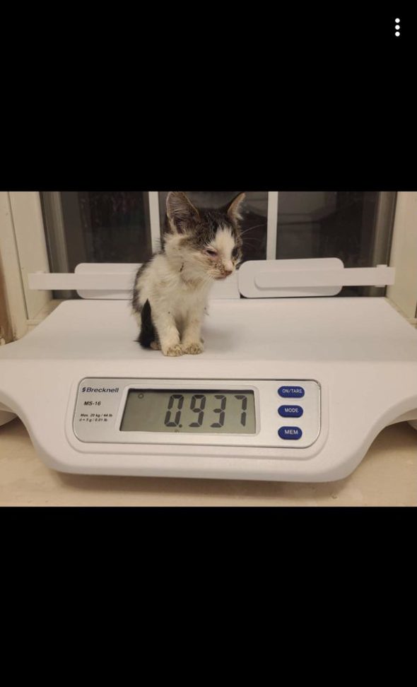 A kitten on a scale.