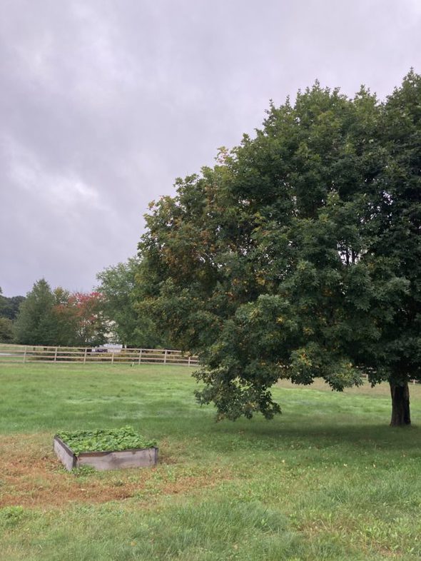 A view of a green yard.