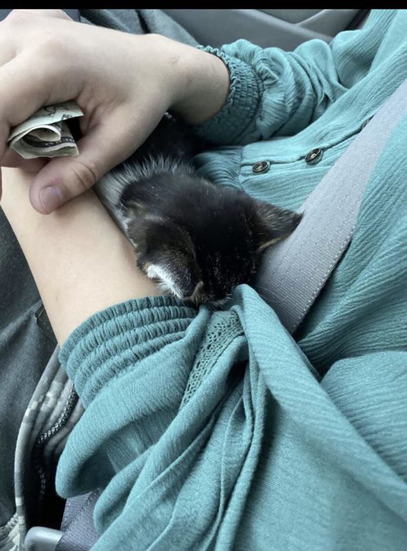 A small black kitten.