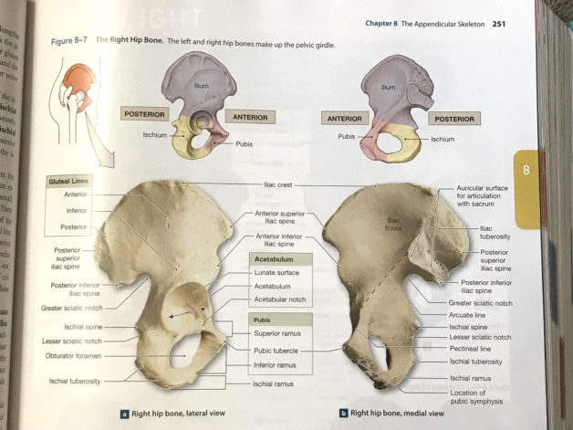 A textbook page of pelvic bone anatomy.