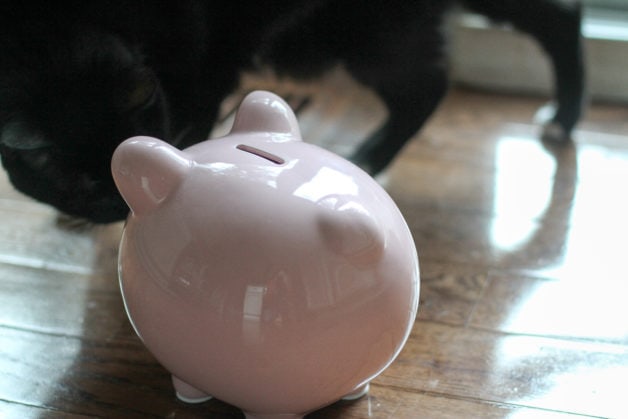 A cat looking at a piggy bank.