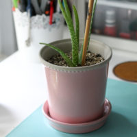 A cactus in a pink pot.