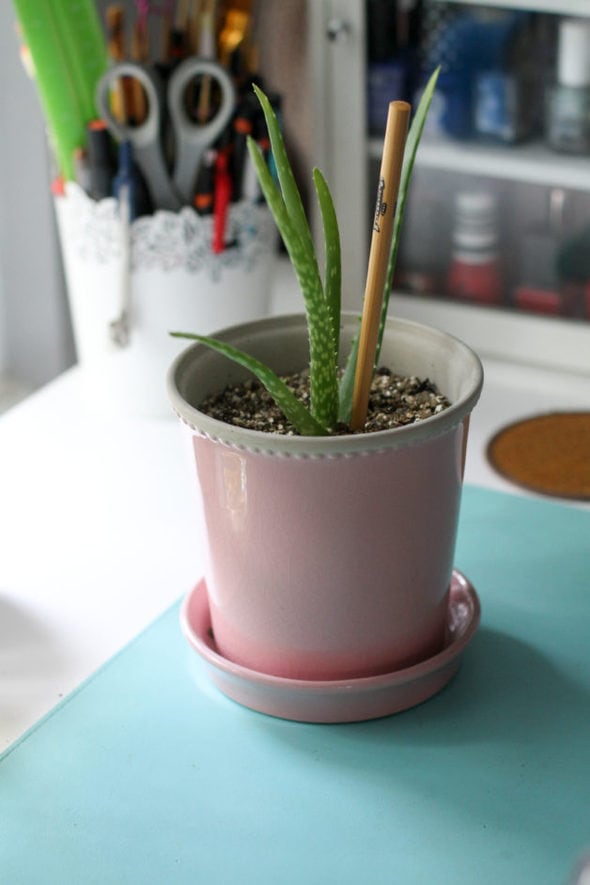 A cactus in a pink pot.