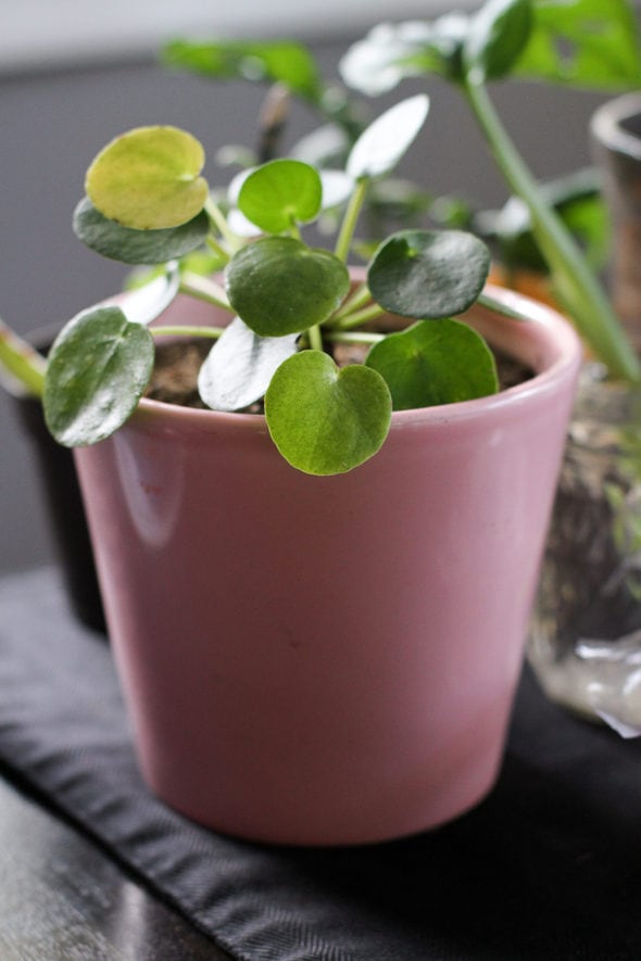 A medium pink pot with a plant in it.