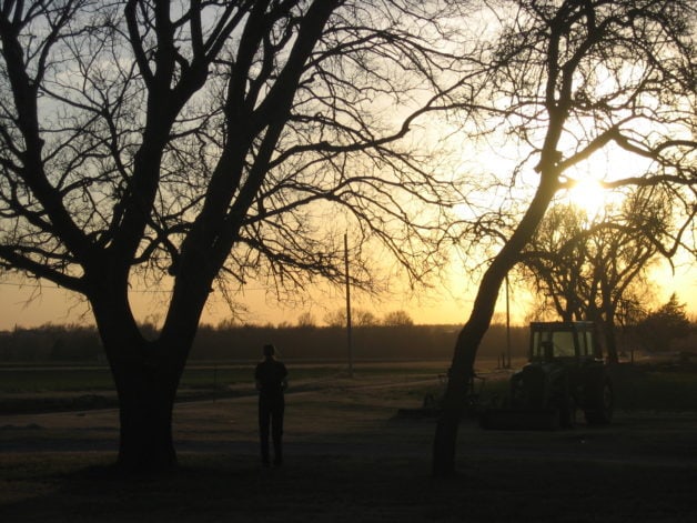 Treein silhouette at sunrise.