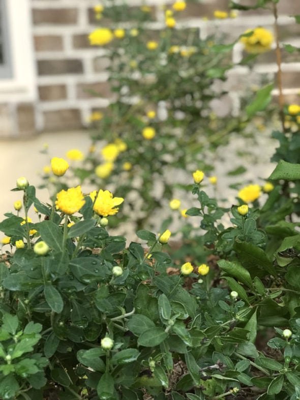 A blooming yellow mum.