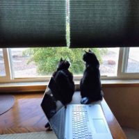 Two black cats sitting by a window.