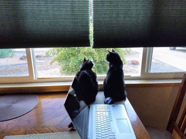 Two black cats sitting by a window.