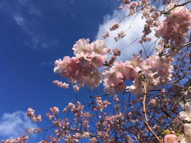 A cherry blossom against a blue sky.