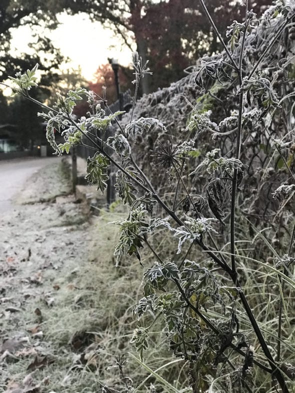a fence with frost on it.