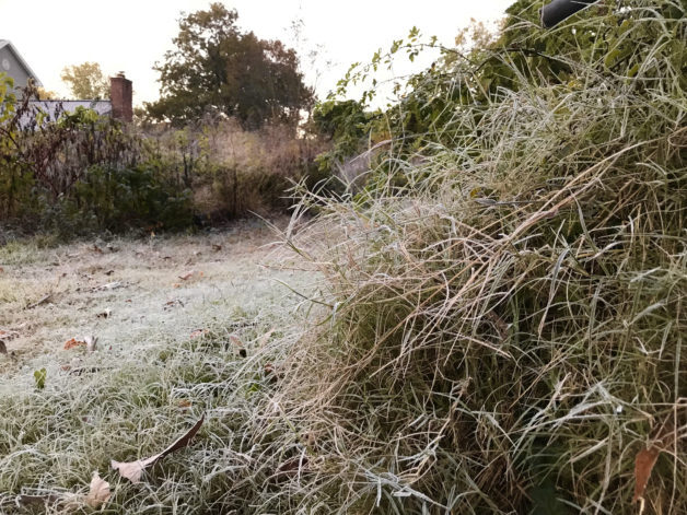 frosty grasses in morning sun.